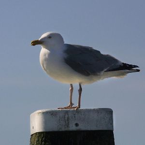 Paal 8 Hotel Aan Zee